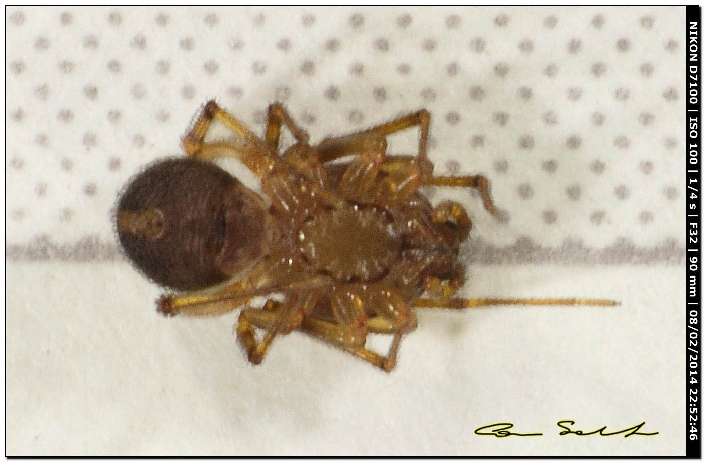 Scytodes velutina - Alghero (SS)
